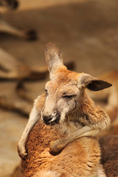 istock Portrait of a Kangaroo 134972960