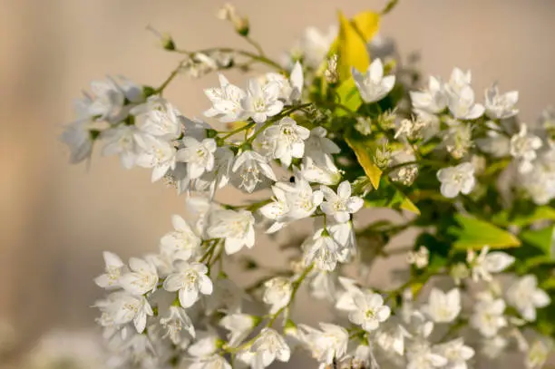 Deutzia gracilis duncan Chardonnay pearls white flowering shrub, beautiful ornamental flowers in bloom, yellow green leaves on bush branches