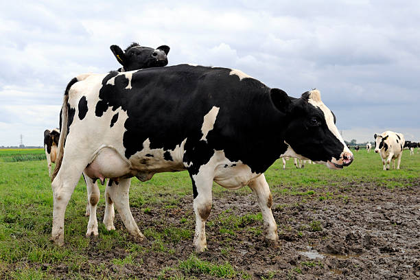 istock Milk cows on muddy farmland 134974603