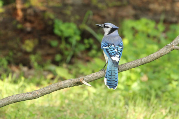 istock Blue Jay Cyanocitta cristata Perching and Looking to the Left 1349753781