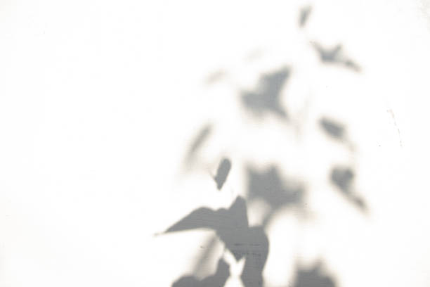 istock Leaves shadow with harsh light on an old cracked, plastered wall 1349757350