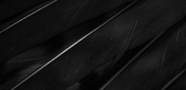 istock black hawk feathers with visible detail. background or texture 1349759887