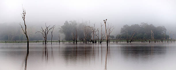 Kabini, Índia - fotografia de stock