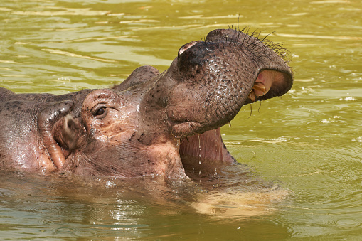 Hippopotamus (Hippopotamus amphibius), in water