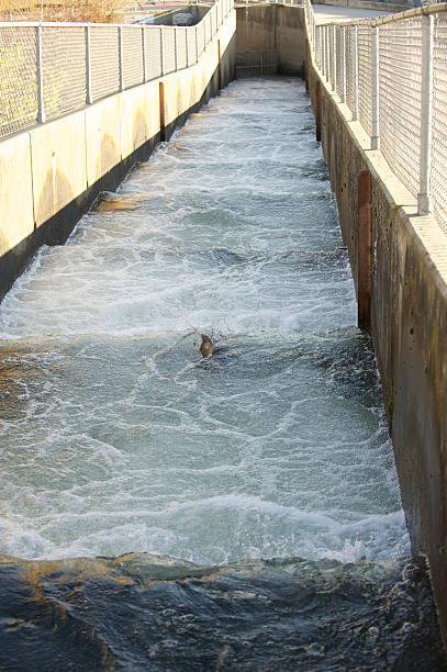 istock Chinook Salmon swimming upstream at hatchery 134976156
