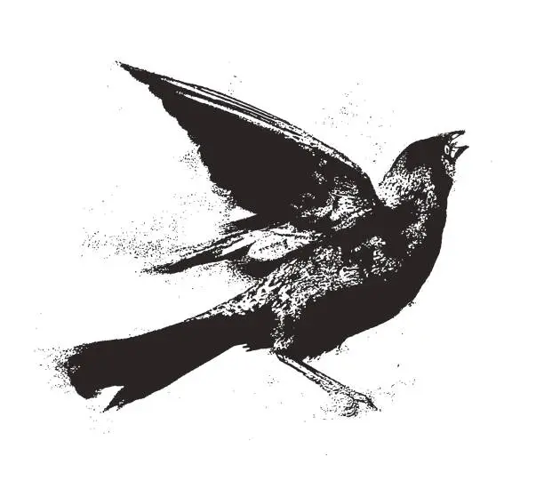 Vector illustration of Common Grackle