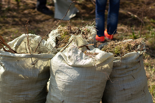 Cleaning leaves in the yard. Collection of leaves in autumn in Moscow. Bags with organic material.