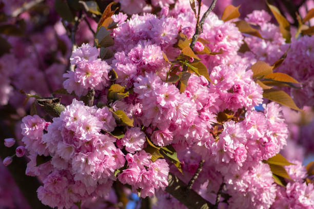 prunus serrulata японское вишневое дерево выращивания двойного цветка под названием сакура или тайхаку в цвету, цветущая восточная вишня - cherry blossom spring day sakura стоковые фото и изображения