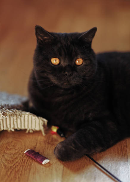 istock Cat lying on floor with his toys 1349761949