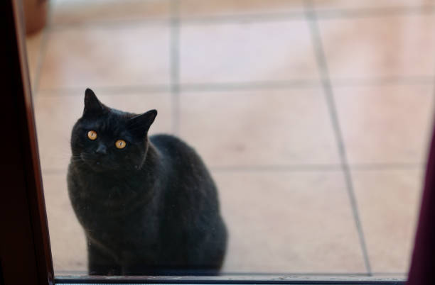 Black ,male cat waiting to be let in house, on balcony