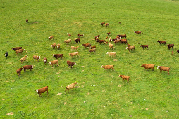 istock Top view on the brown cows in in a bright green grassy field. 1349764156