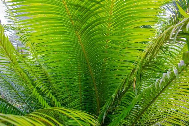 Photo of green palm hellos