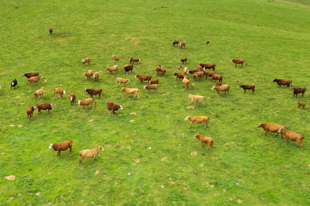 istock Top view on the brown cows in in a bright green grassy field. 1349764313