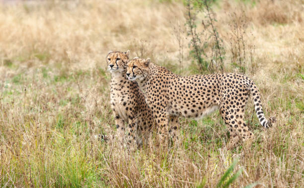 istock Beautiful wild cat cheetah in a natural park 1349766418