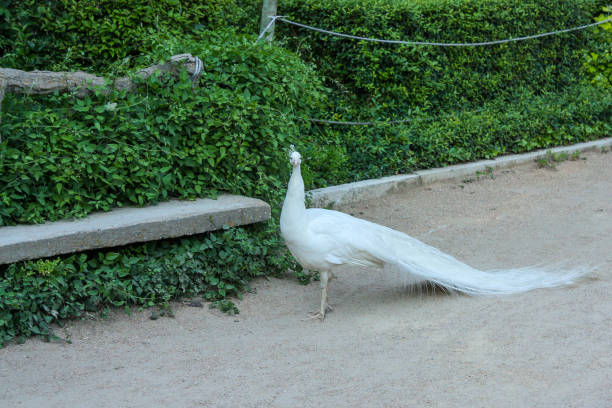 istock Peafowl posing in the public park 1349767083