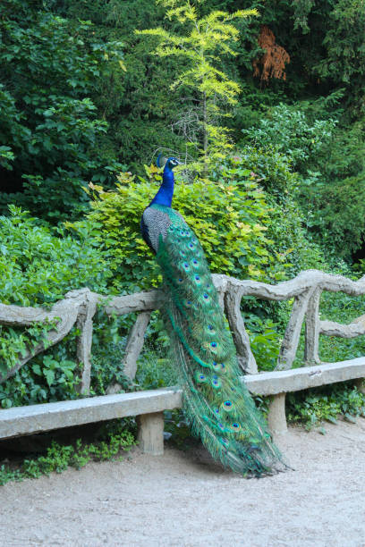 istock Peacock climbing a fence at the public park 1349767093