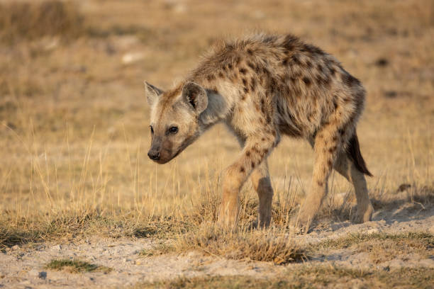 istock Hyena in the Mara, Africa 1349767111