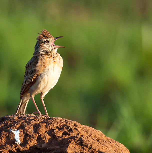 Rufous-naped Lark on mound calling Rufous-naped Lark standing on an ant heap with mouth open and calling rufous naped lark mirafra africana stock pictures, royalty-free photos & images