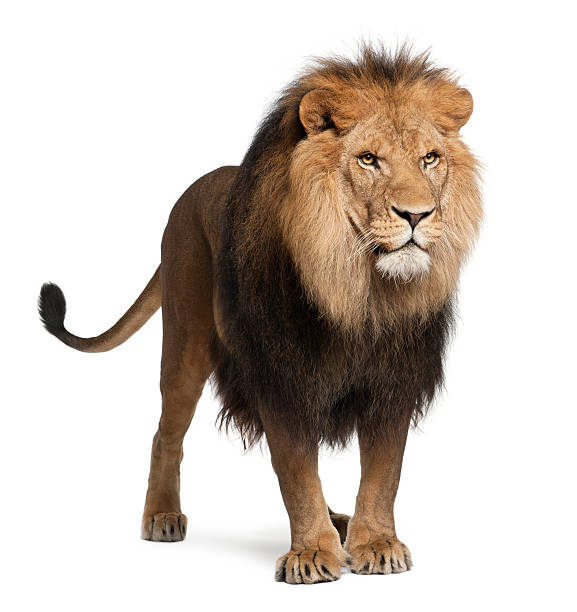 lion, panthera leo, 8 ans, debout - lion mane strength male animal photos et images de collection