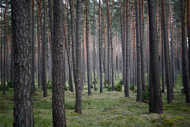 istock Conifer forest in Mecklenburg West Pomerania 134976947