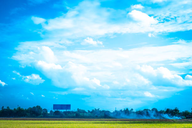Green rice field. Environment Nature Plant Spring Summer.  Rural scene