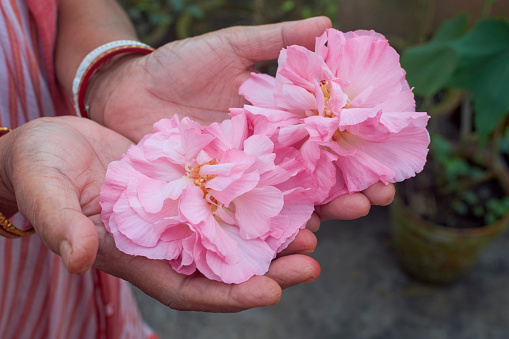 CLoseup of female hands holding beautiful pink coloured Confederate rose (Dixie rosemallow or cotton rose) flowers in a roof garden. In Bengali, this flower is known as 'Sthal Padma'.