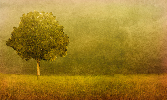 Single Tree, Copy Space - Textured effect; autumn leaf colors; lone tree, Indian summer; daytime. Atmospheric mood.