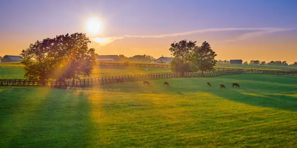 Photo of Thoroughbred horses grazing at sunset in a field.