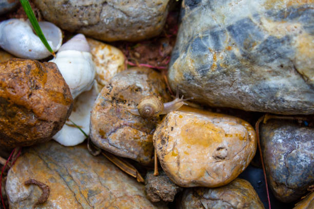 Macro shot a dead snail shell on rock