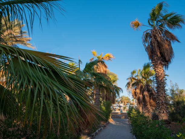 istock Alley with palm trees on a sunny summer day. 1349772731