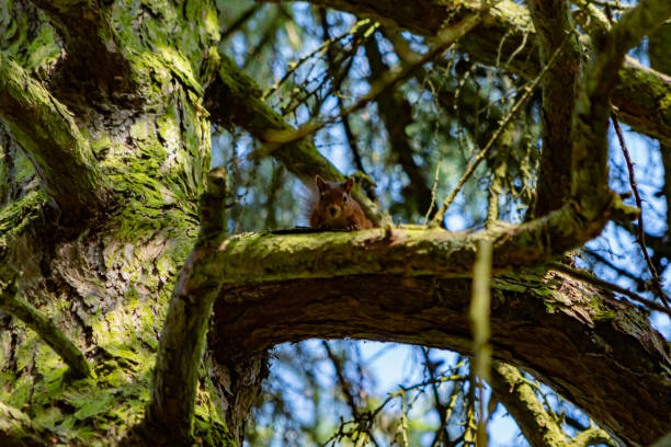 A Red Squirrel looking down from high up in a tree in cowraik quarry Penrith Cumbria A Red Squirrel looking down from high up in a tree in cowraik quarry Penrith Cumbria hiding eurasian red squirrel (sciurus vulgaris) stock pictures, royalty-free photos & images