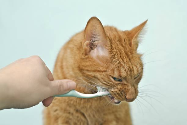 istock Funny ginger cat getting her teeth brushed by her owner on a turquoise green background. 1349774481