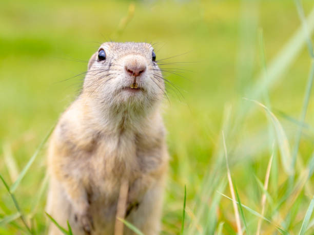 istock Surprised wild gopher. Surprised wild European ground squirrel. Nature background with copy space. 1349774493