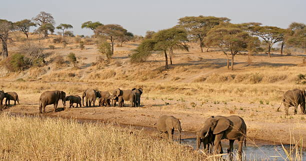 istock Elephants at the watering hole 134977468