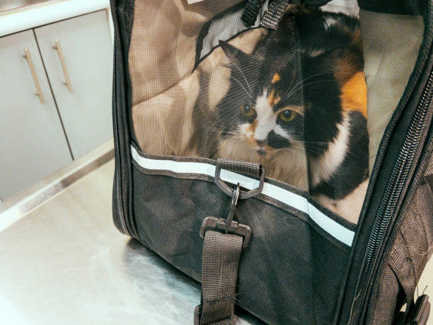 istock Trip to the vet 1349775044