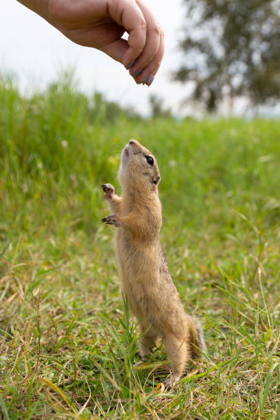 istock Wild European ground squirrel 1349775050