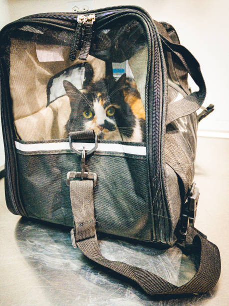istock Trip to the vet 1349775065