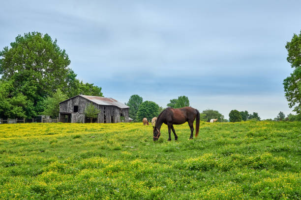 istock Horses grazing on fresh spring grass in a field. 1349775510
