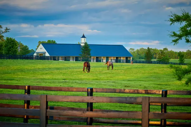Photo of Two thoroughbred horses grazing in a field with horse barn in the background.