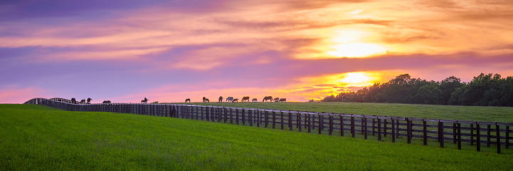 Thoroughbred horses grazing at sunset.