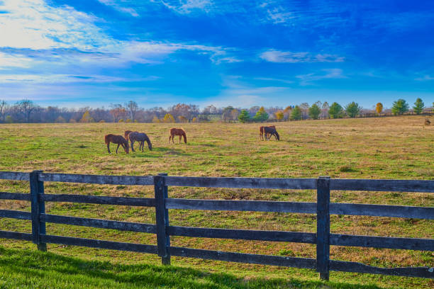 istock Thoroughbred horses grazing in a field with blue sky. 1349775605