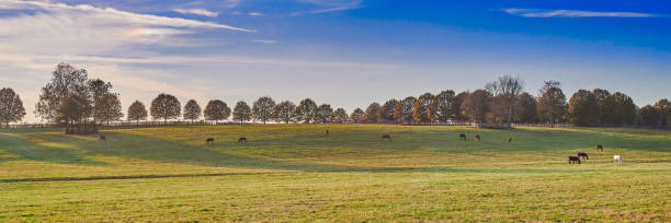 Thoroughbred horses grazing on a hill in Central Kentucky.