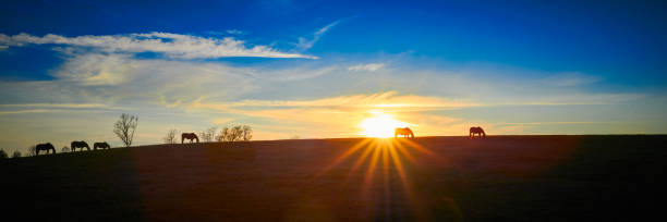 istock Thoroughbred horses grazing with the setting sun. 1349775623