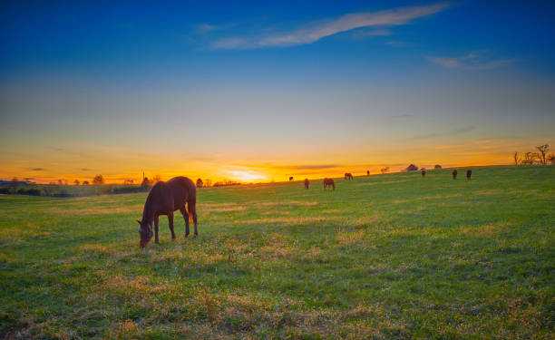 istock Thoroughbred horses grazing at dusk with setting sun. 1349775645