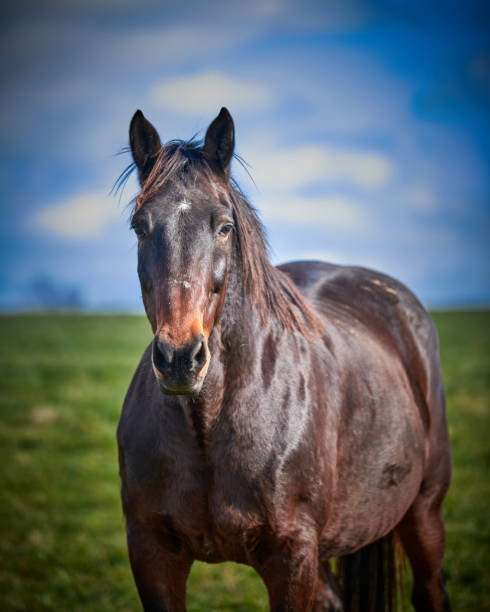 istock Single horse looking at camera with out of focus background. 1349775691