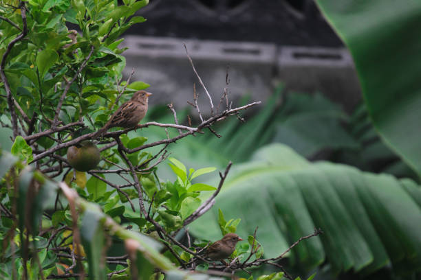 istock A small bird rests in a natural park 1349775762