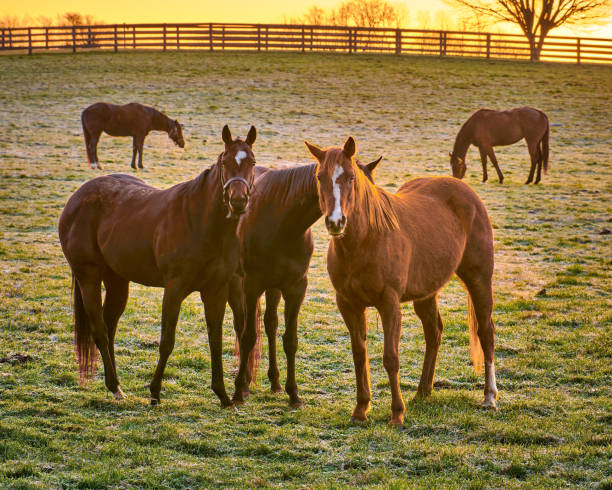 istock Group of thoroughbred horses looking at camera. 1349775765