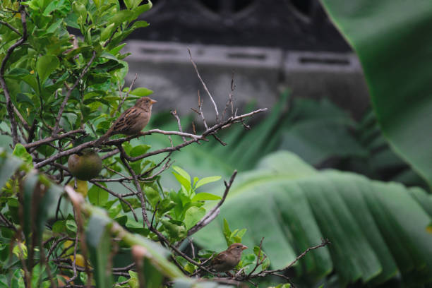 istock A small bird rests in a natural park 1349775768