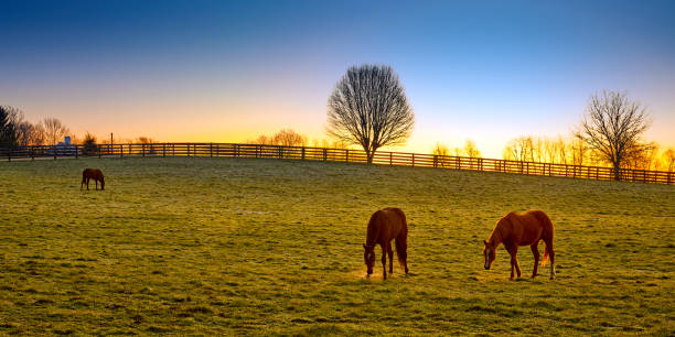 istock Three thoroughbred horses grazing at sunrise in a field. 1349775785