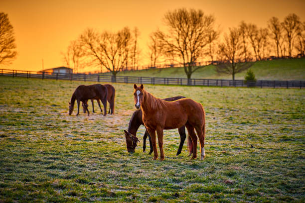 cheval pur-sang regardant l’appareil photo avec un lever de soleil chaud. - meadow grazing horse agriculture photos et images de collection